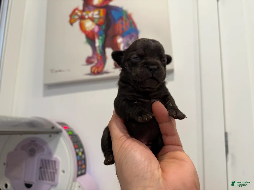 French Bulldog dogs for sale: Hershey  - Ad 2