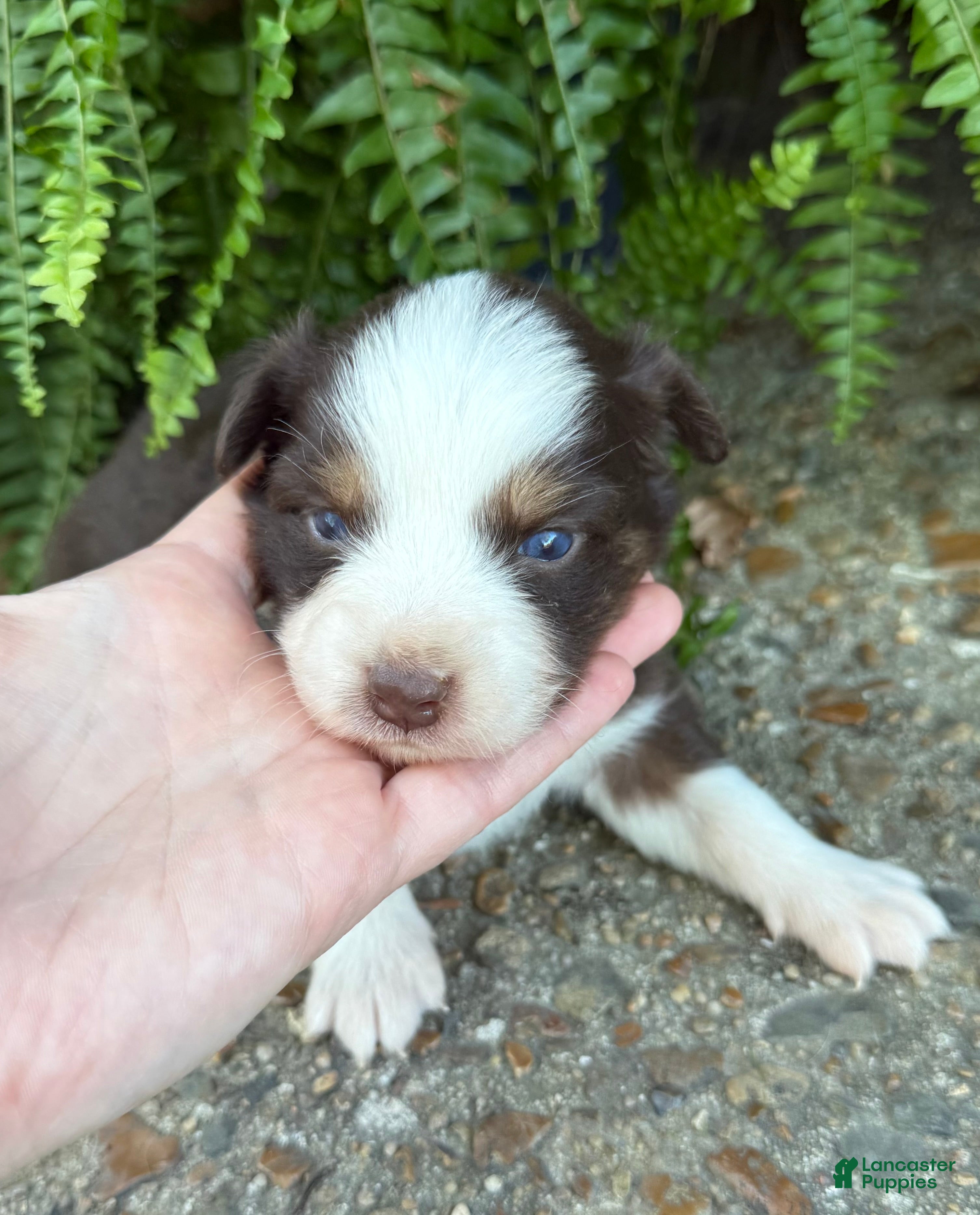 Australian Shepherd dogs Ginger  - Ad 2