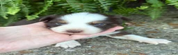 Australian Shepherd dogs for sale: Ginger  - Ad 2