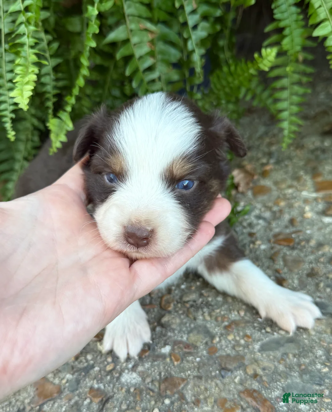 Australian Shepherd dogs for sale: Ginger  - Ad 2