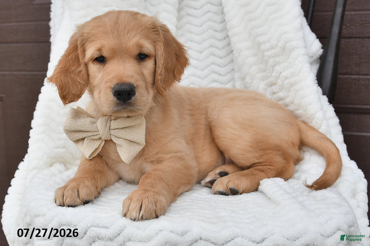 Golden Retriever dogs Carl - Ad 1