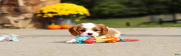 Cavalier King Charles Spaniel dogs for sale: Allie - Ad 11