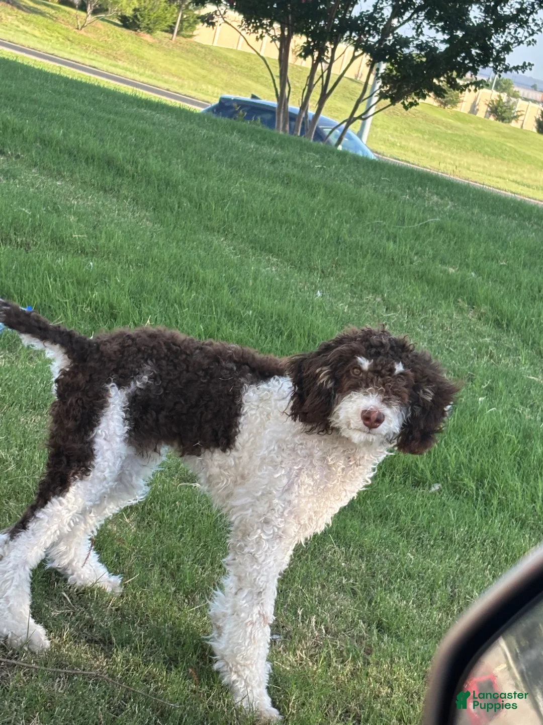 Standard Poodle dogs for stud: Truffles - Ad 3
