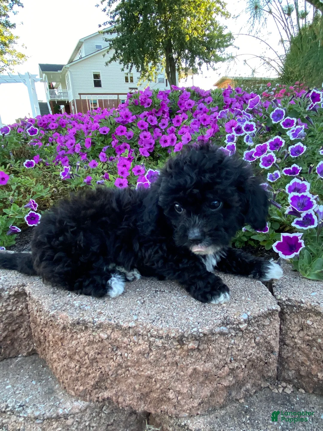 Cavapoo dogs for sale: Tommy - Ad 8