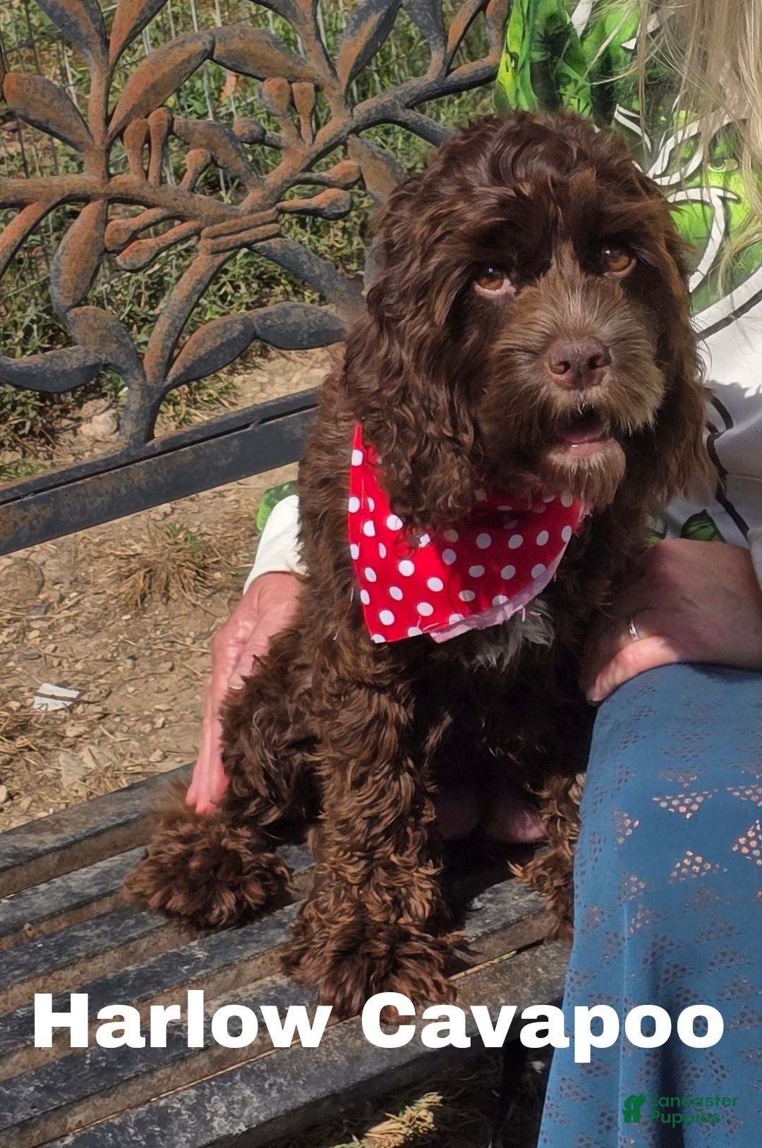 Mixed Breed dogs for sale: Holden - Ad 4