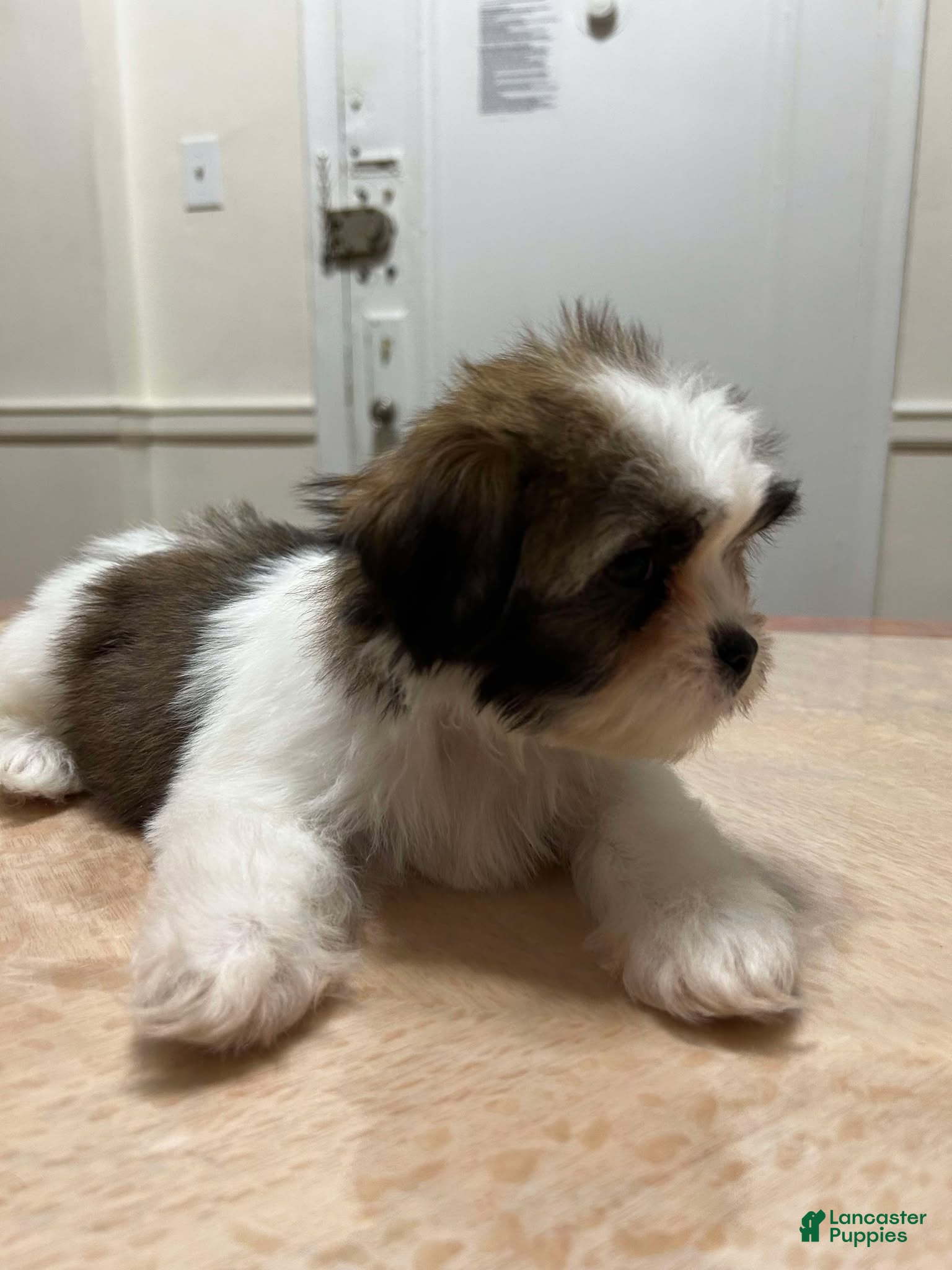 Shih Tzu dogs Ben - Ad 20