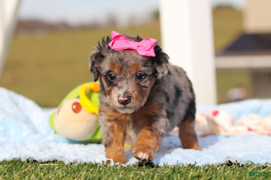 Mini Bernedoodle dogs for sale: Eve - Ad 7