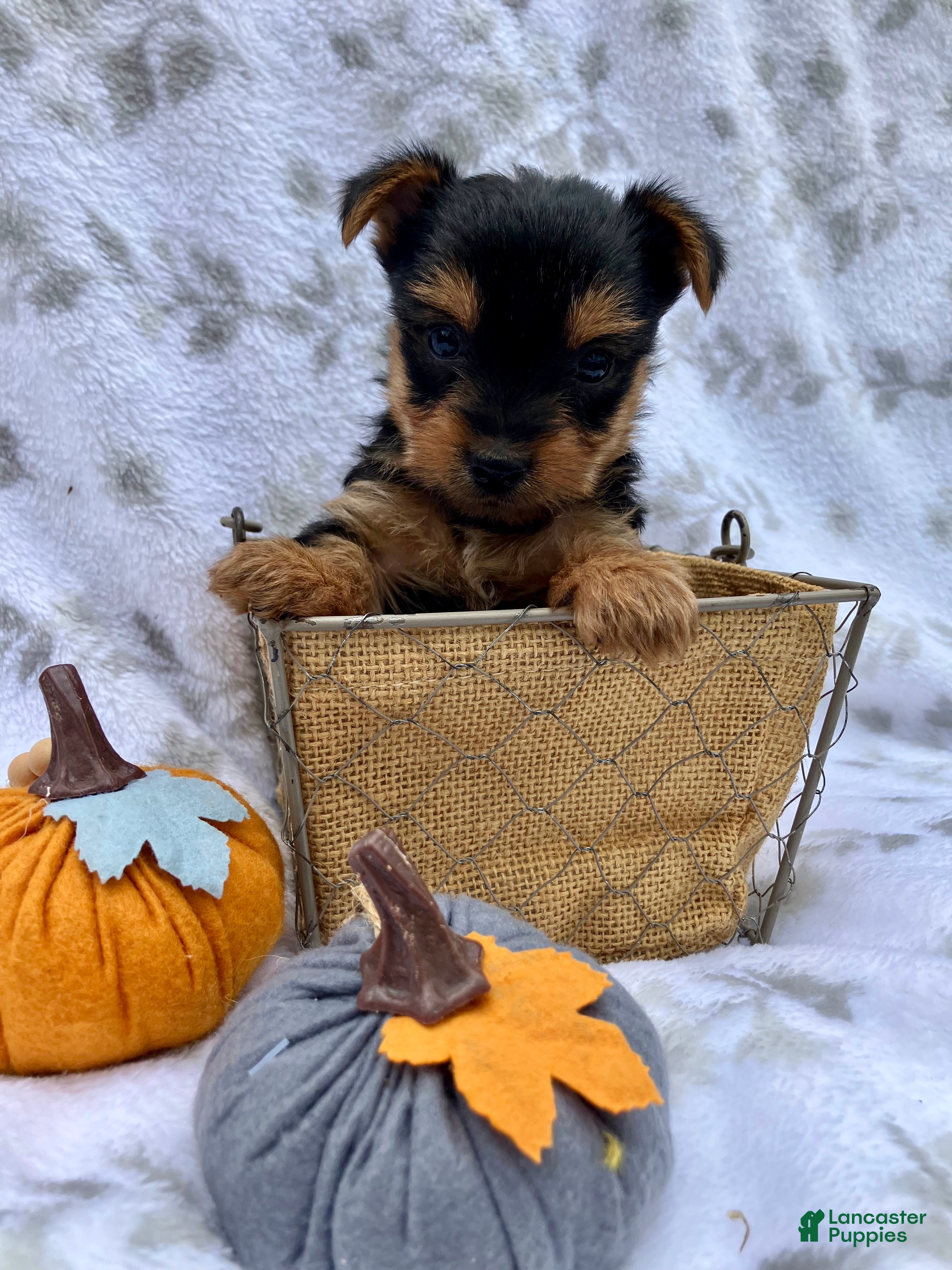 Yorkshire Terrier dogs Macy - Ad 2