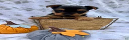 Yorkshire Terrier dogs for sale: Macy - Ad 2