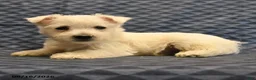 West Highland Terrier dogs for sale: Nate - Ad 5