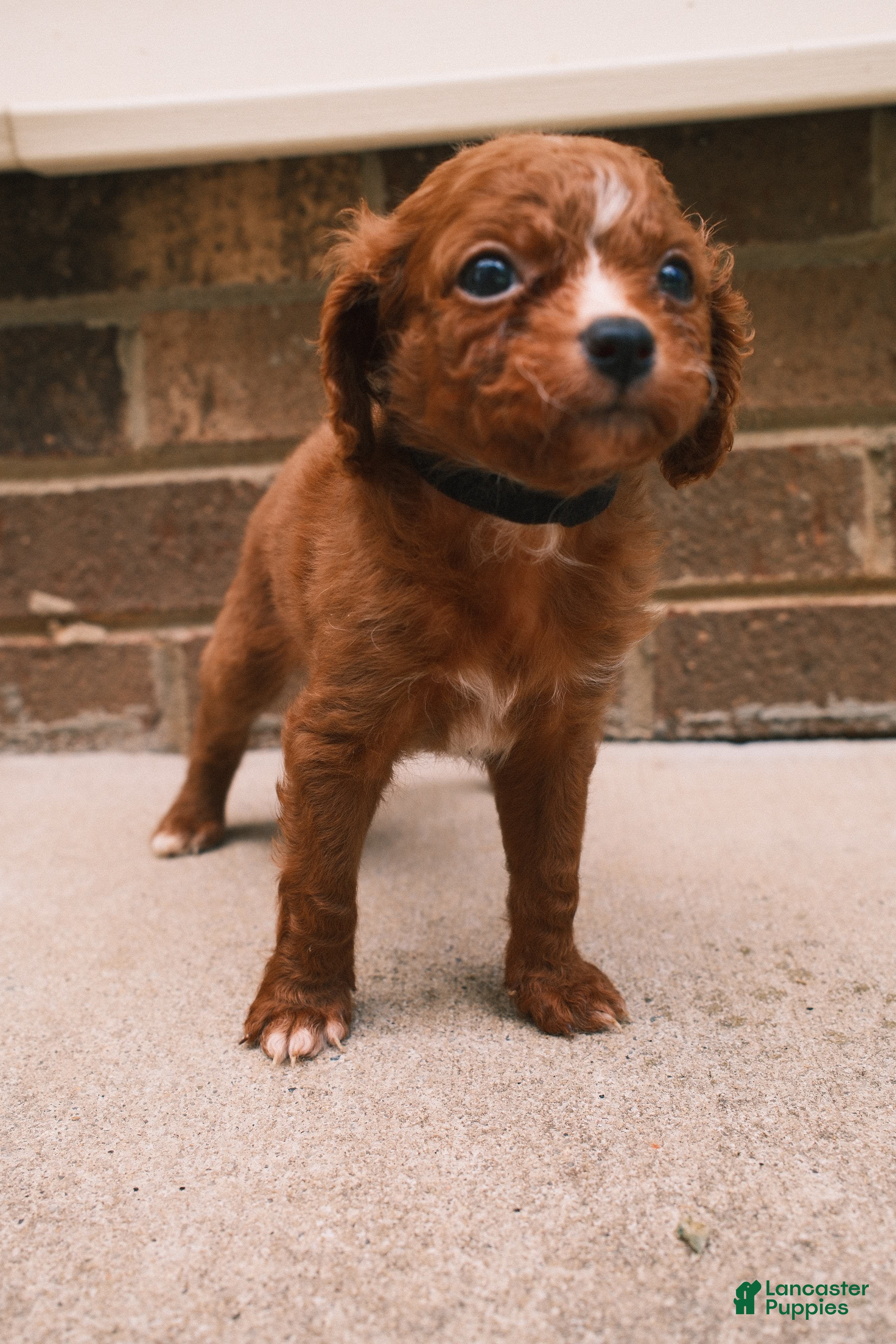 Cavapoo dogs Red - Ad 2