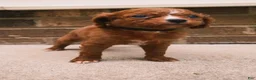 Cavapoo dogs for sale: Red - Ad 2