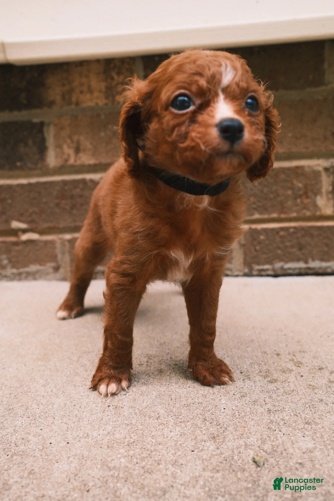 Cavapoo dogs for sale: Red - Ad 2