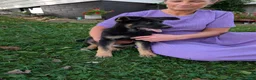 German Shepherd dogs for sale: Mati - Ad 6