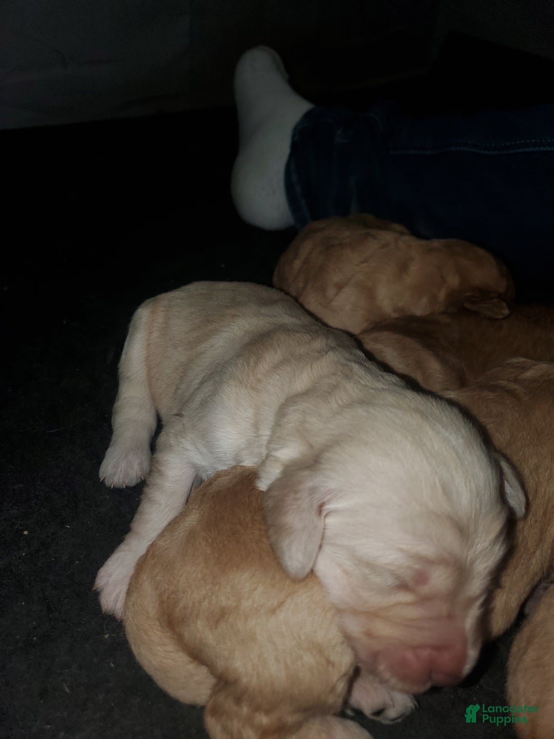 Goldendoodle dogs for sale: Goldendoodle Puppy 5 - Ad 5