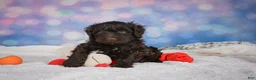 Mini Goldendoodle dogs for sale: Jake - Ad 8