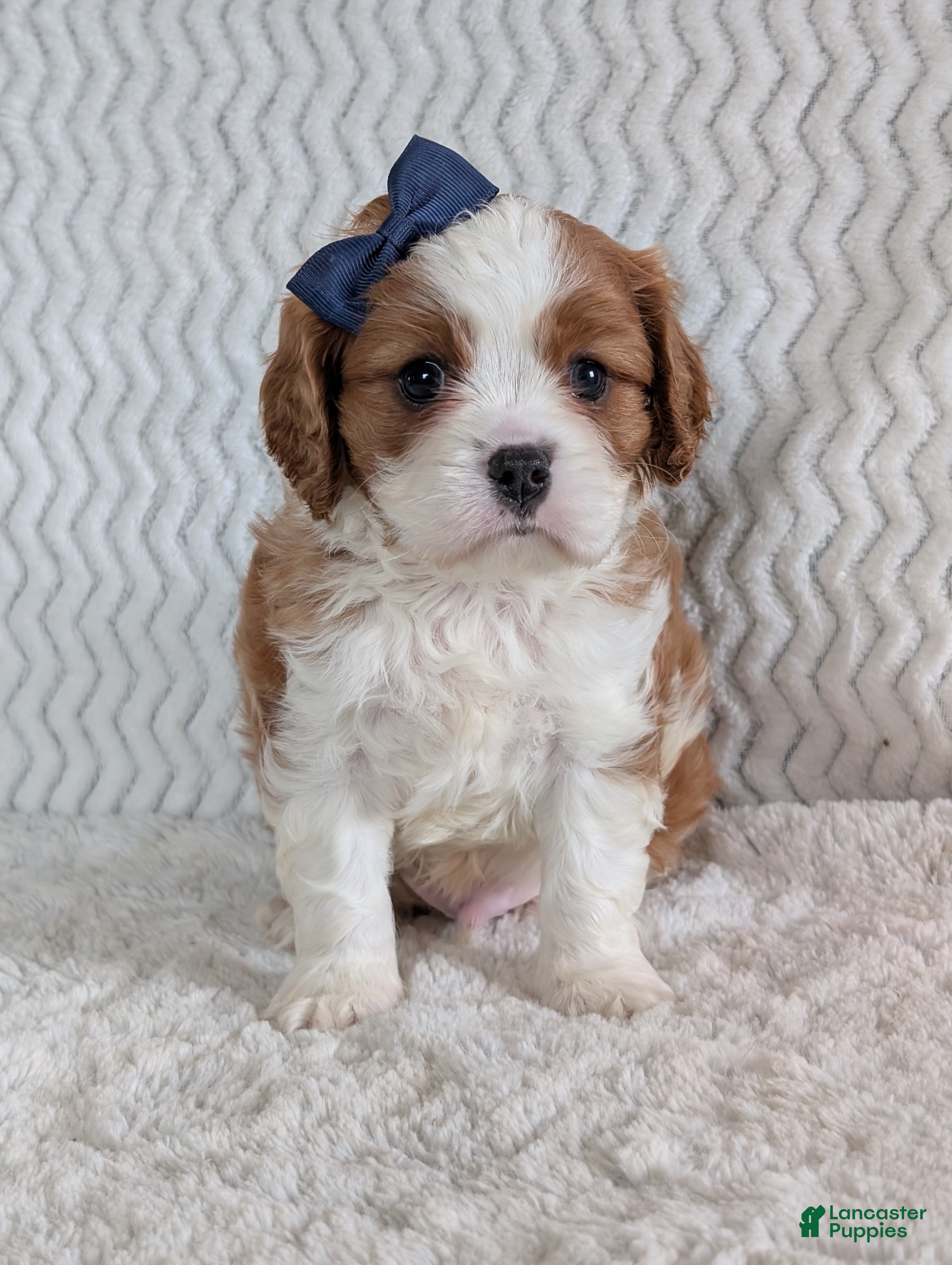 Cavalier King Charles Spaniel dogs Riley - Ad 2