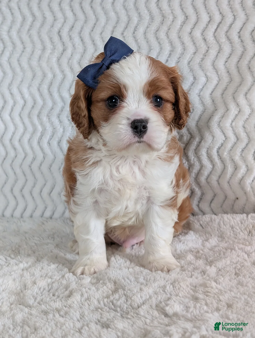 Cavalier King Charles Spaniel dogs for sale: Riley - Ad 2