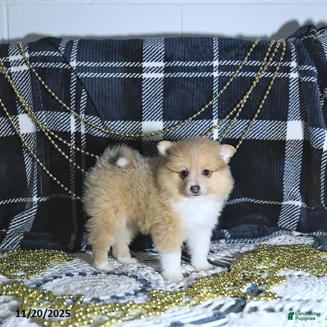 Pomeranian dogs for sale: Riena GENETIC TESTED - Ad 3