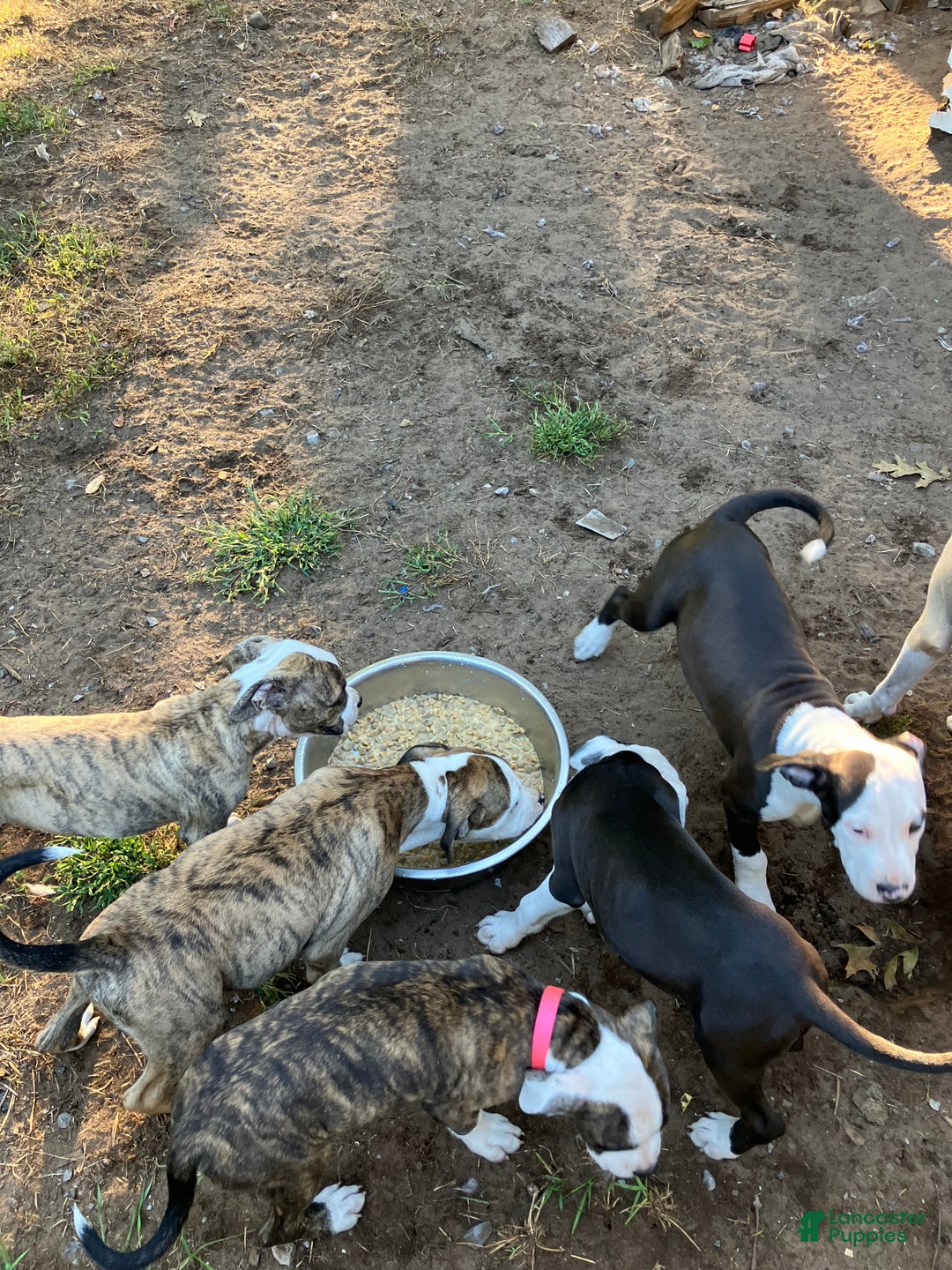 Mixed Breed dogs for sale: Pooh - Ad 13