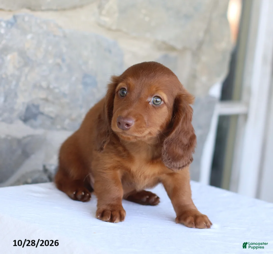 Dachshund dogs for sale: Tony - Ad 2