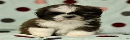 Shih Tzu dogs for sale: Charlie - Ad 2