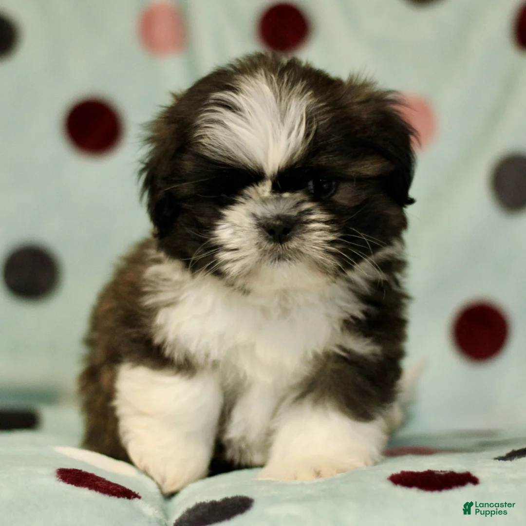 Shih Tzu dogs for sale: Charlie - Ad 2