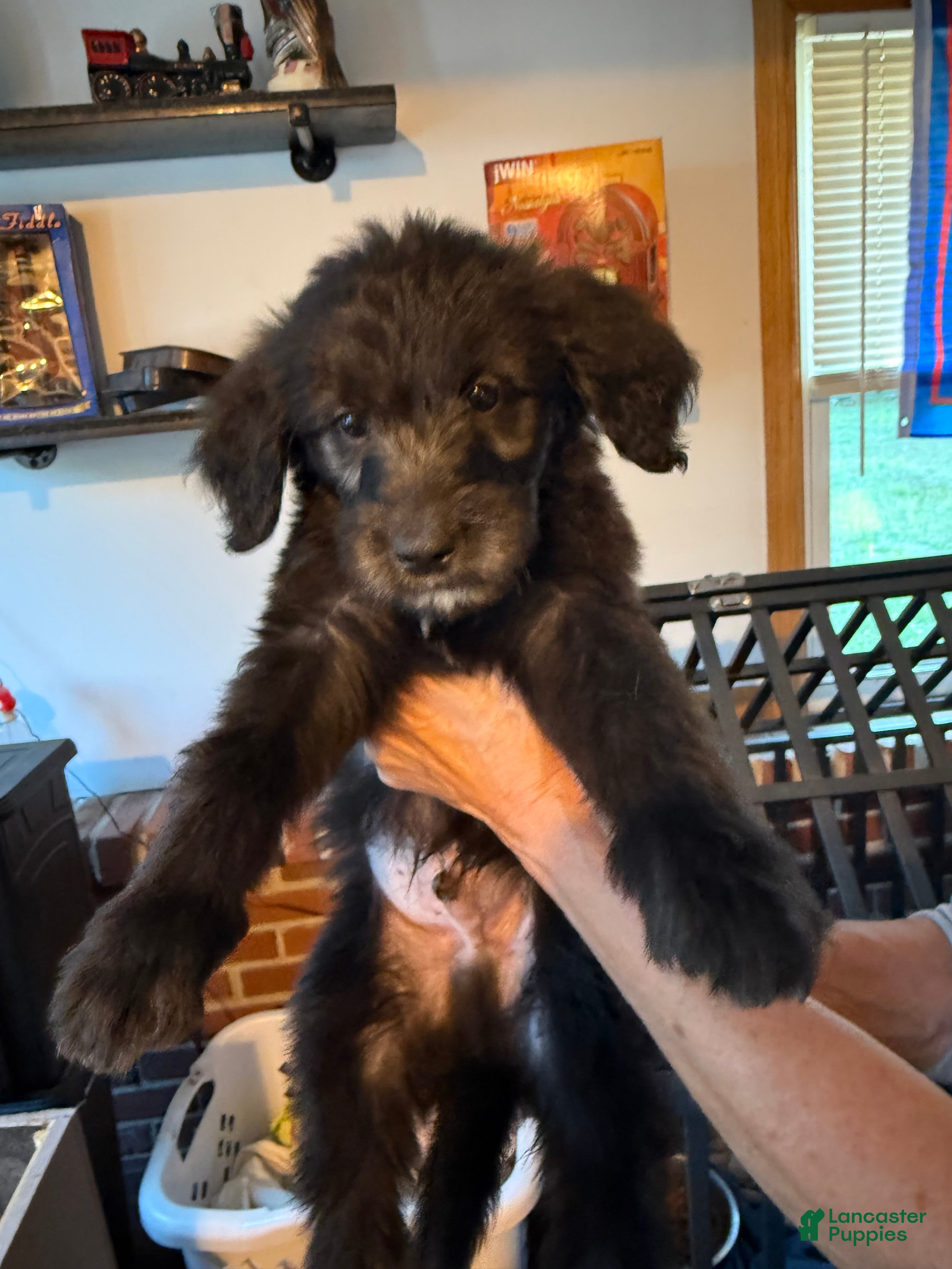 Goldendoodle dogs Black - Ad 1