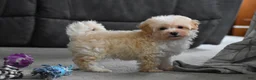 Maltipoo dogs for sale: Grant - Ad 13