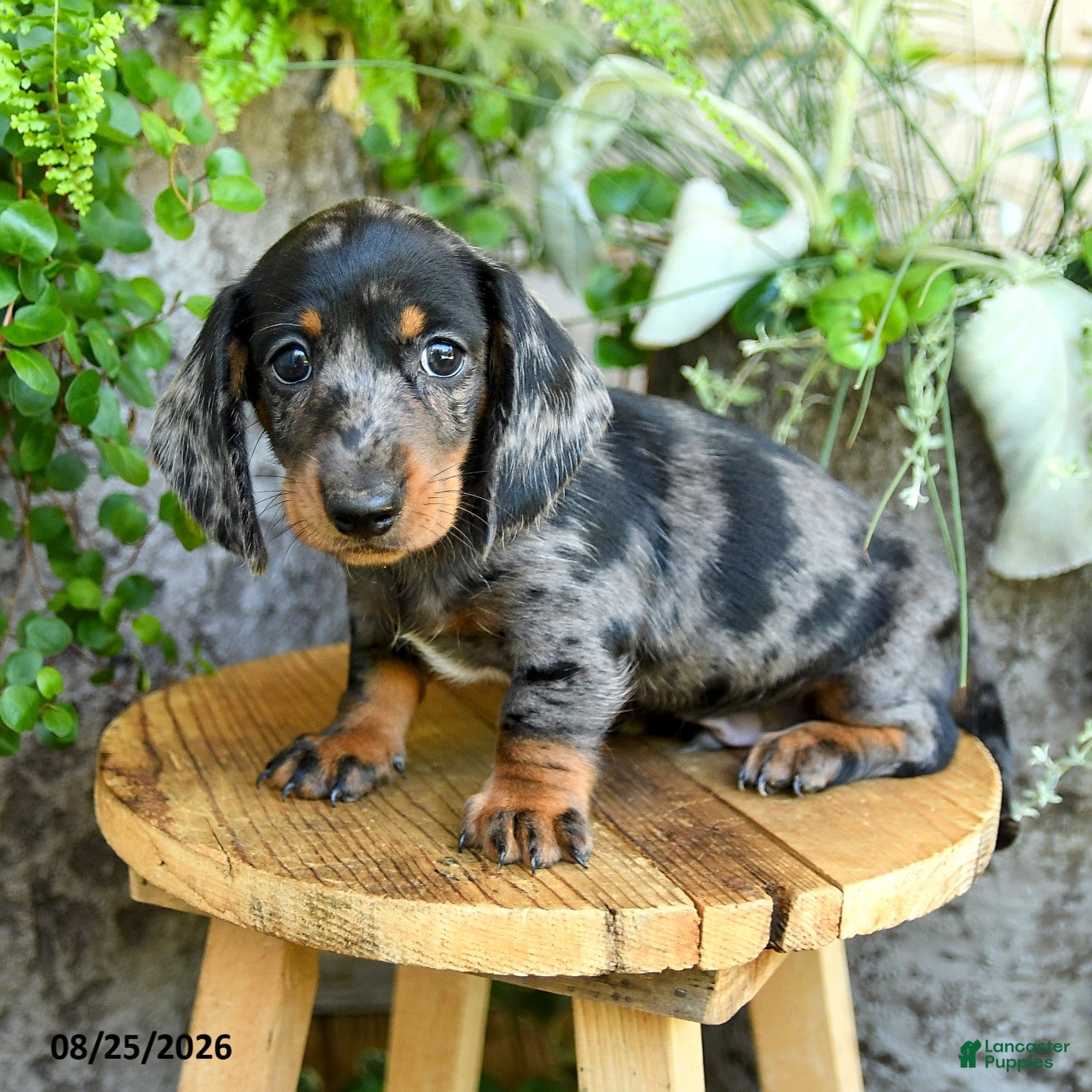 Miniature Dachshund dogs Edwin - Ad 2