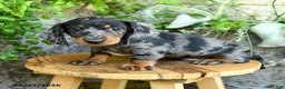 Miniature Dachshund dogs for sale: Edwin - Ad 2