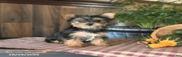 Yorkshire Terrier dogs for sale: Daisy - Ad 1