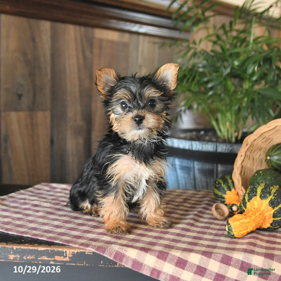Yorkshire Terrier dogs for sale: Daisy - Ad 1