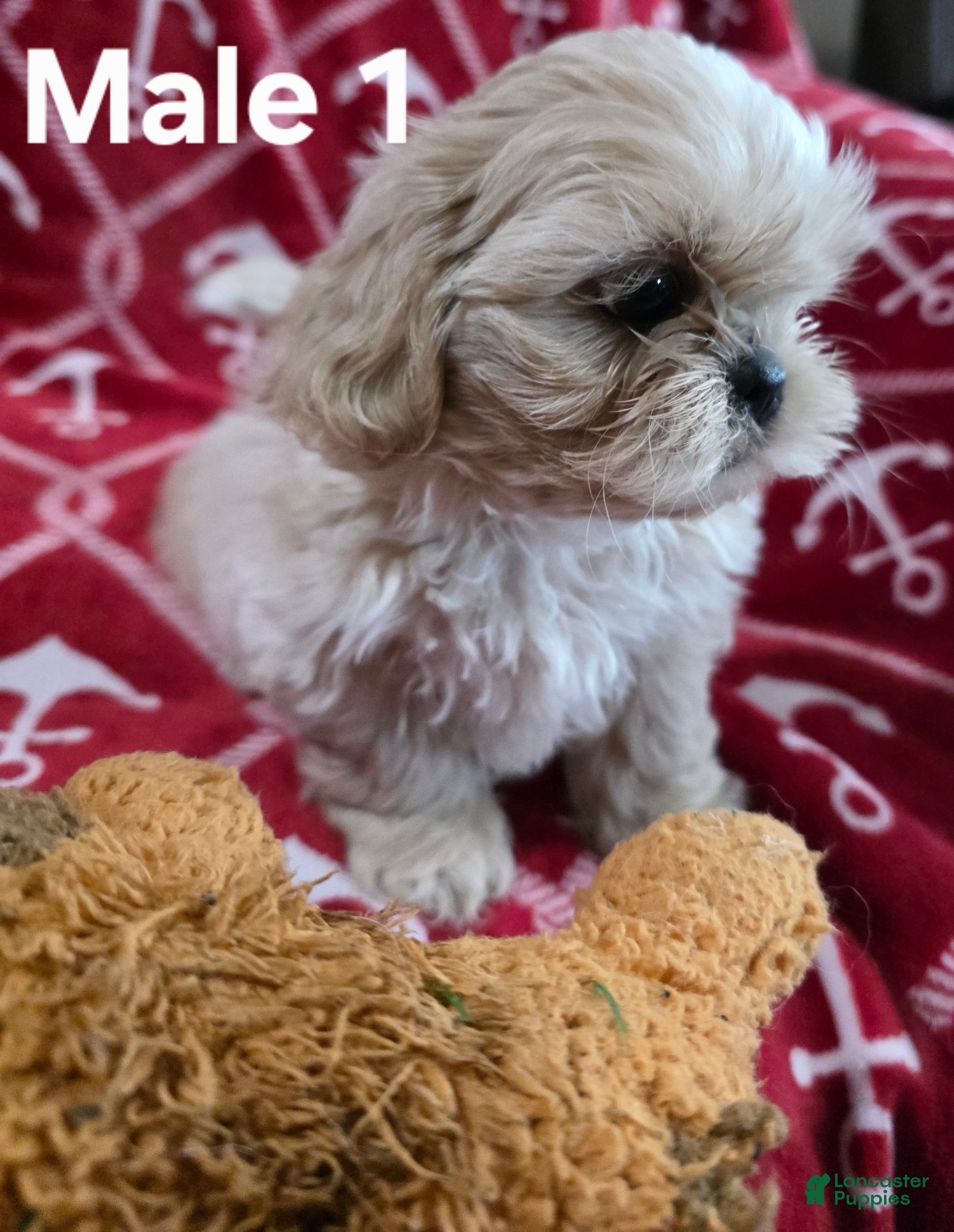 Shih Tzu dogs Shih Tzu Male 1 - Ad 1