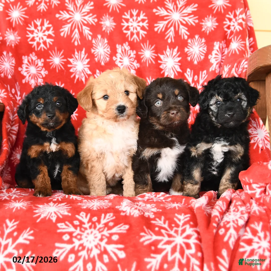 Mixed Breed dogs for sale: Tessa - Ad 5