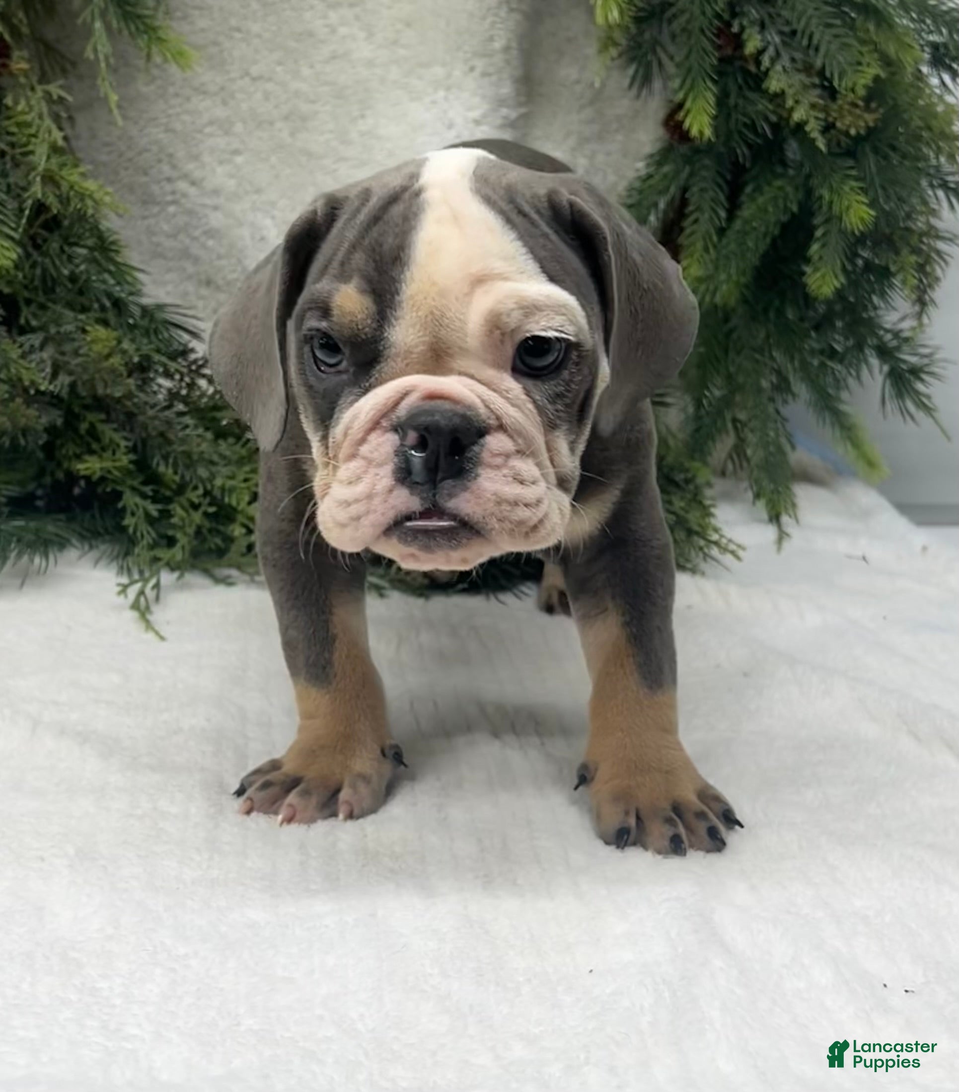 English Bulldog dogs Larry - Ad 29