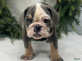 English Bulldog dogs Larry - Ad 1