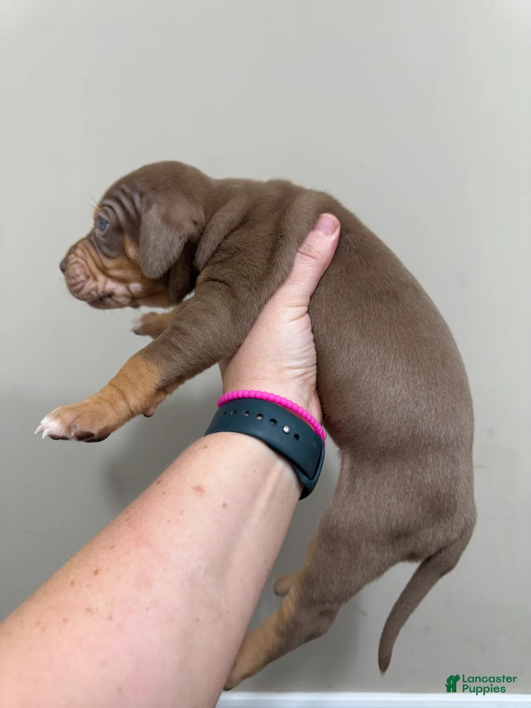Catahoula Leopard Dog dogs for sale: Red Girl - Ad 1