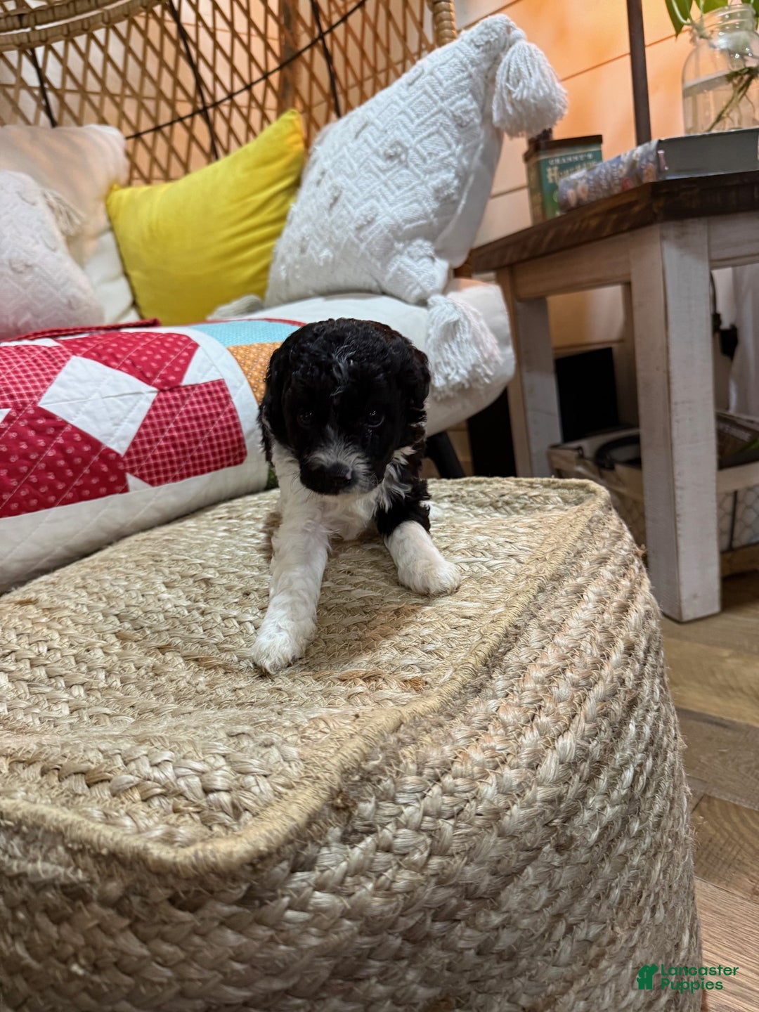 Cavapoo dogs for sale: Chase - Ad 2