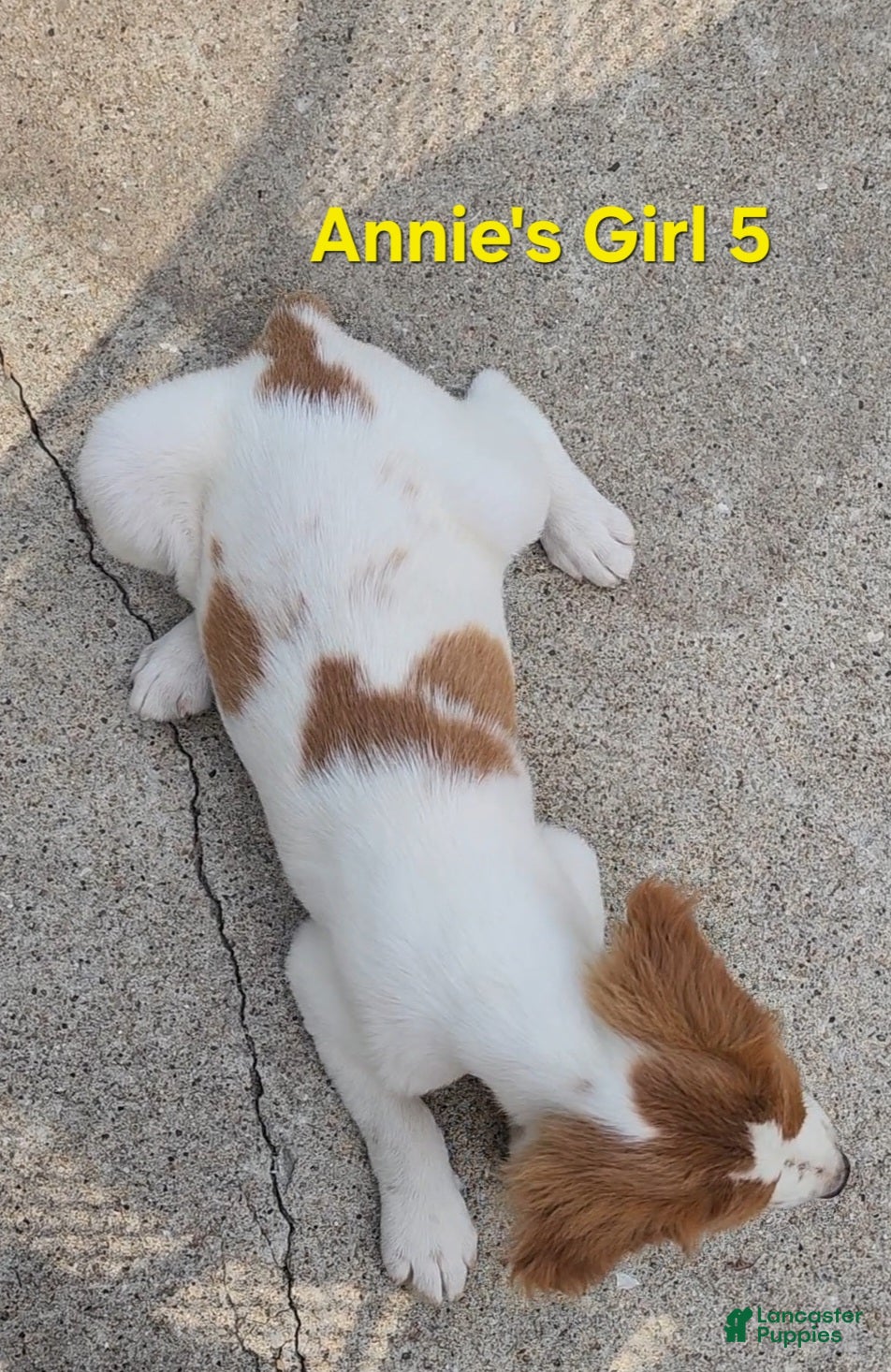 Brittany Spaniel dogs AKC/UKC French Brittany Annie's Girl 5 - Ad 2