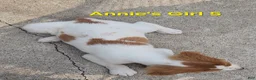 Brittany Spaniel dogs for sale: AKC/UKC French Brittany Annie's Girl 5 - Ad 2