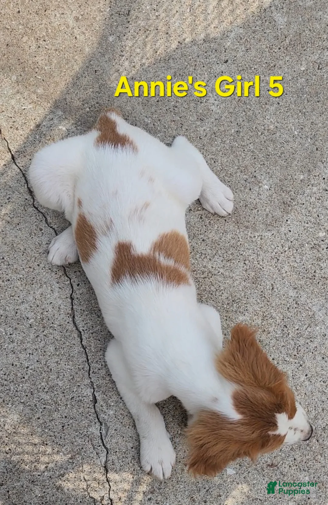 Brittany Spaniel dogs for sale: AKC/UKC French Brittany Annie's Girl 5 - Ad 2