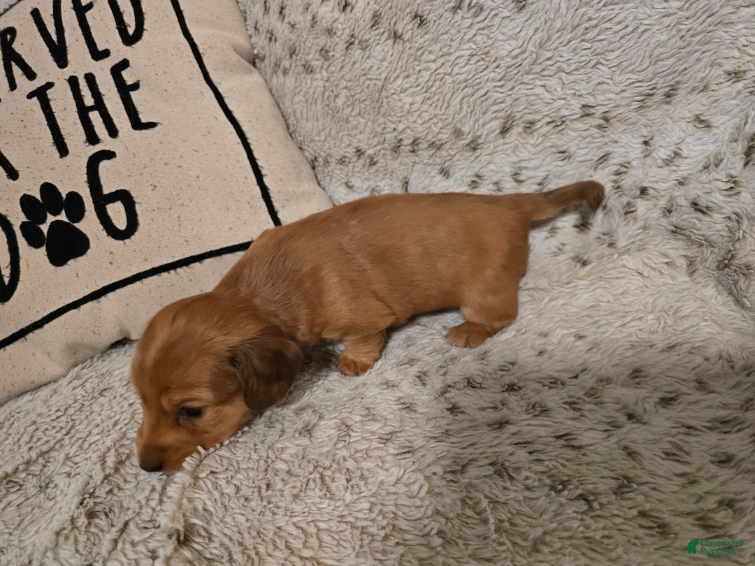 Miniature Dachshund dogs for sale: Duke - Ad 5