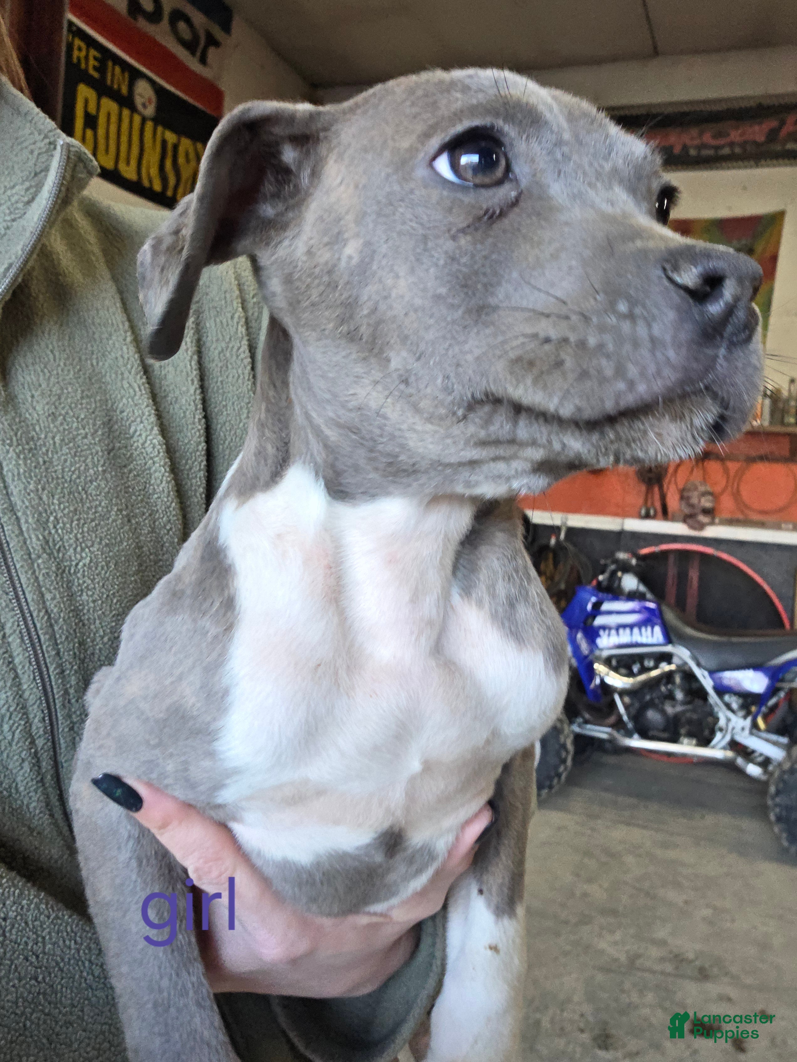 Mixed Breed dogs Princess - Ad 34