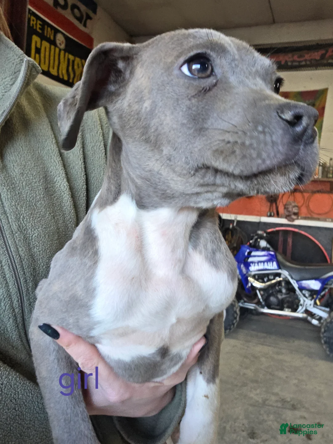 Mixed Breed dogs for sale: Princess - Ad 1