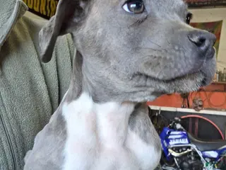 Mixed Breed dogs Princess - Ad 15