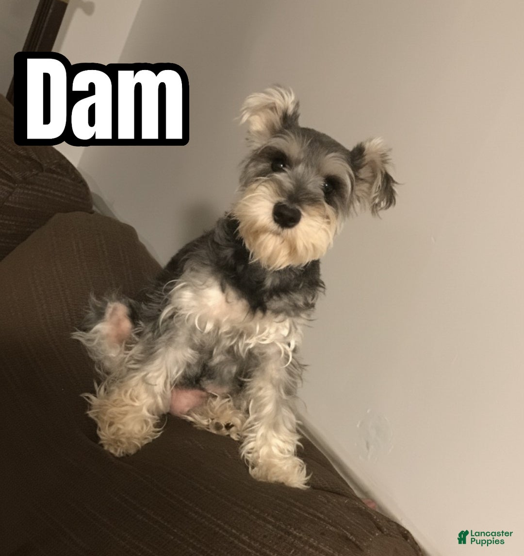 Miniature Schnauzer dogs for sale: Miniature Schnauzer Puppy 2 - Ad 2