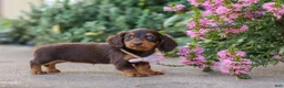 Miniature Dachshund dogs for sale: Lila - Ad 7