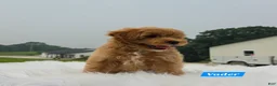 Maltipoo dogs for sale: Vader - Ad 4
