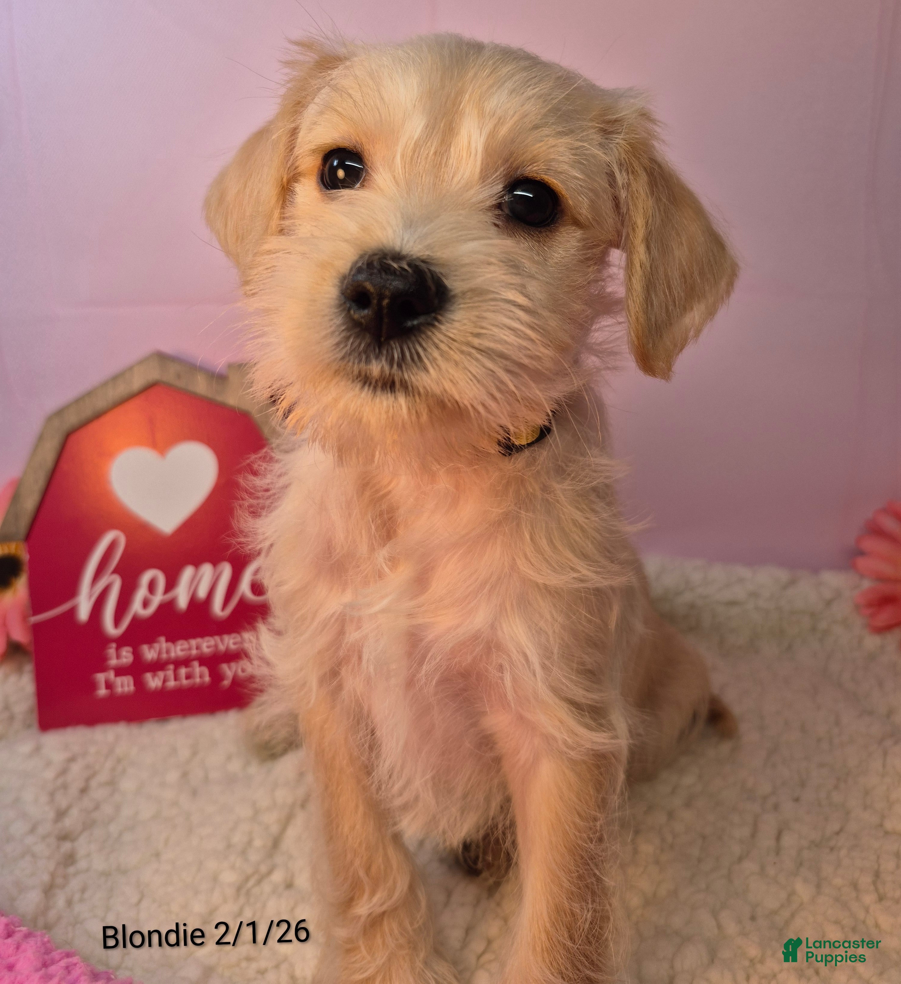 Mixed Breed dogs Mixed Breed Puppy 2 - Ad 35